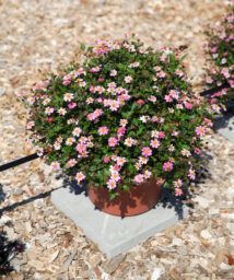 TIMELESS™ COLLECTION Pretty in Pink Imp.