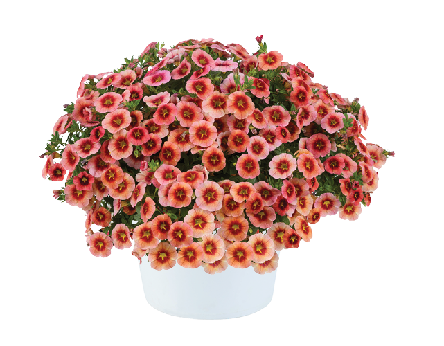 EYECONIC™ Peach