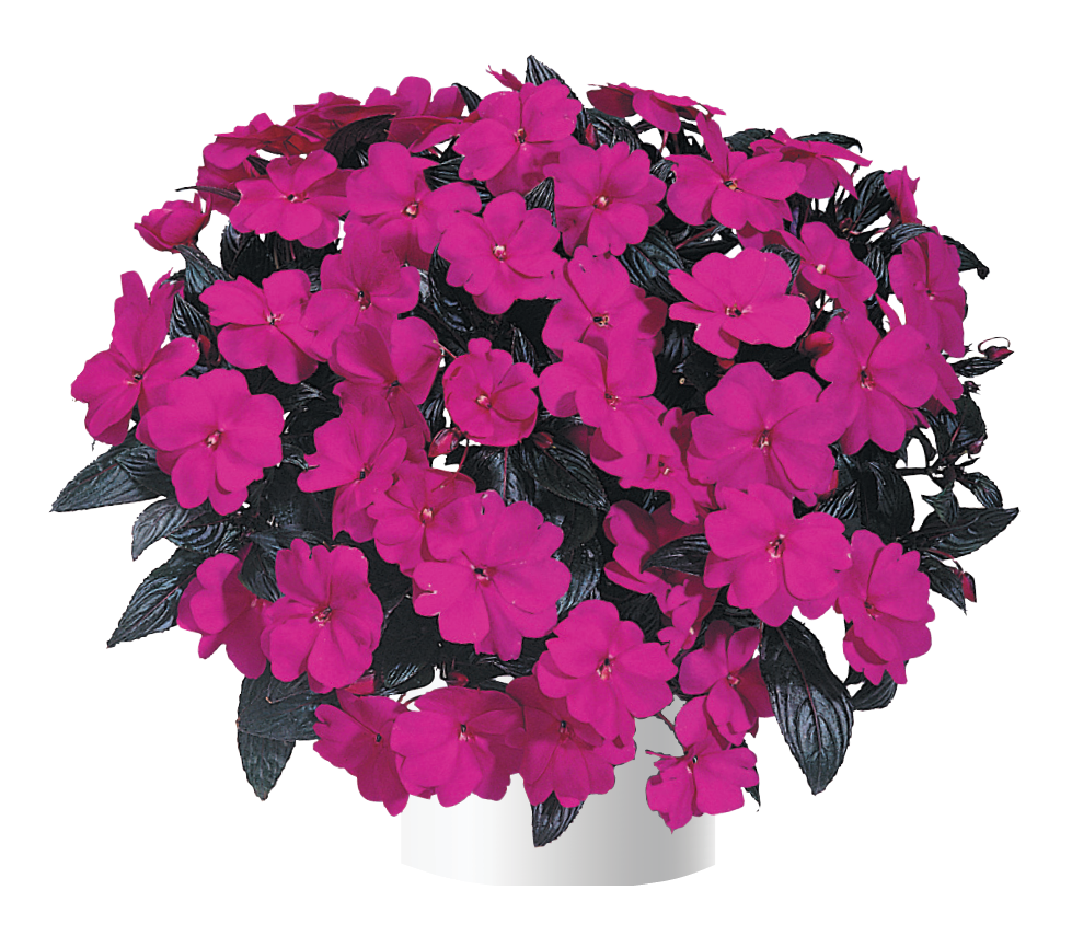 Harmony® Violet