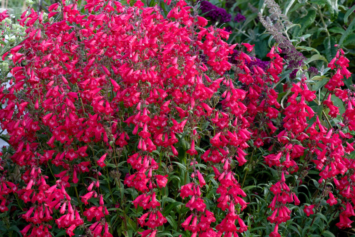 HARLEQUIN™ Red Imp.
