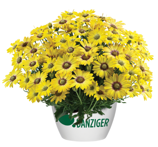 BESTIES™ Cheerful Gold