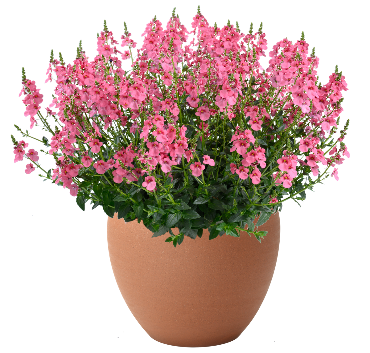 TRINITY™ Pink