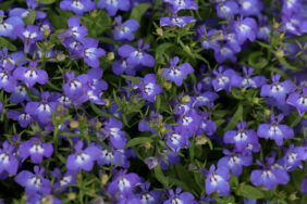 GLOW™ Azure