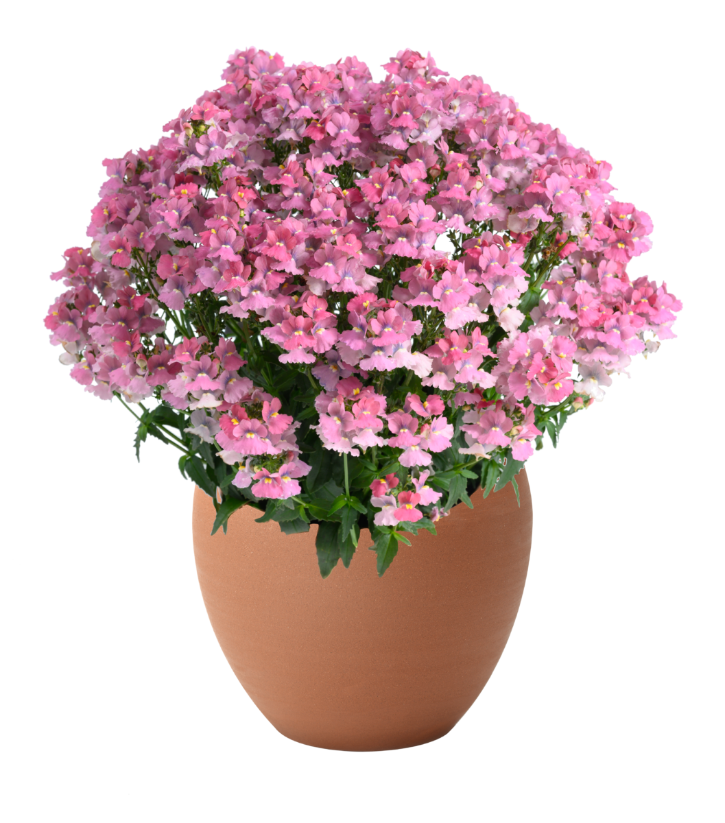 NESIA™ Pink Crush