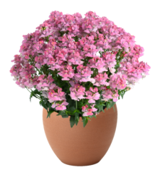 NESIA™ Pink Crush