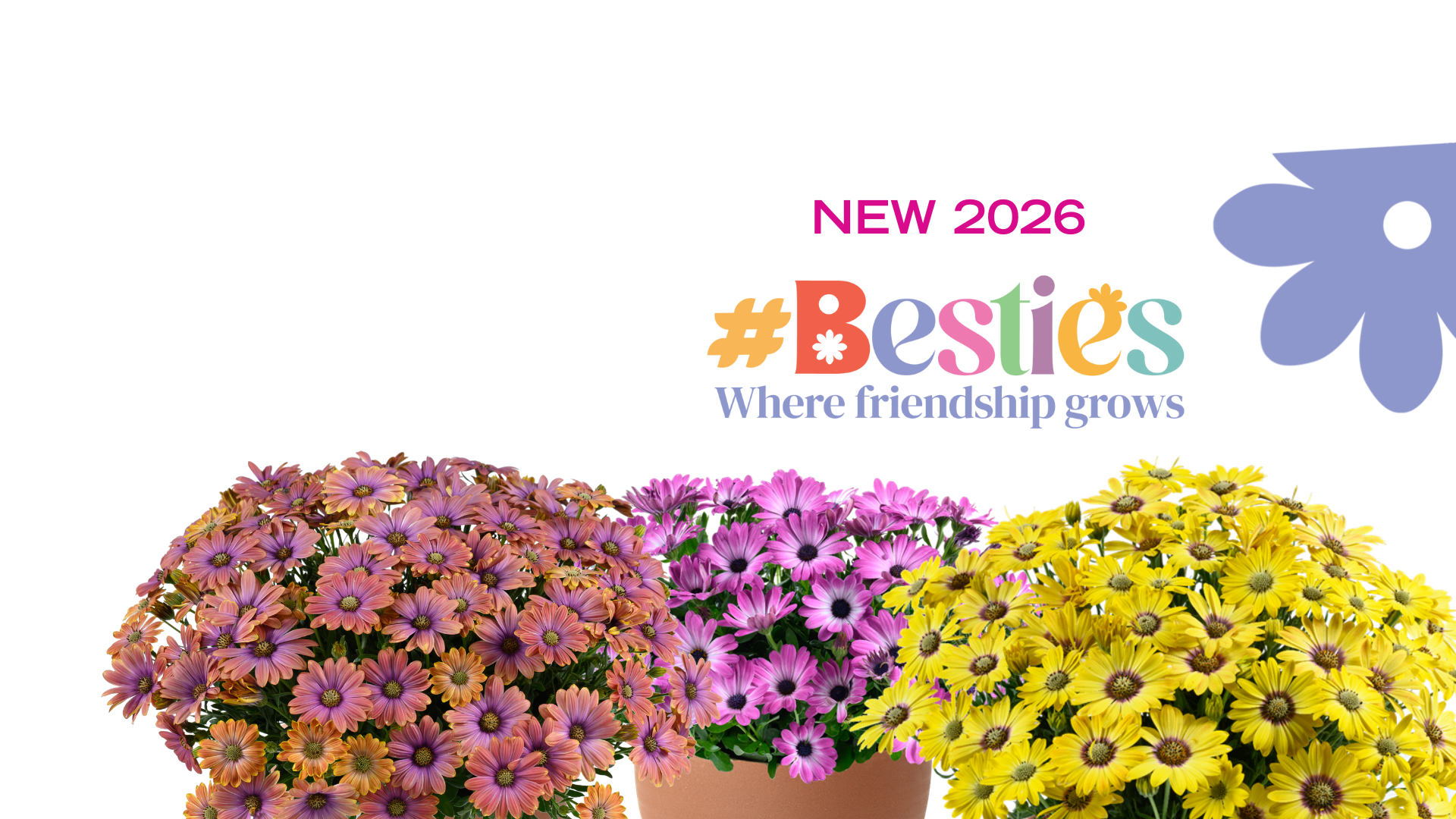 BESTIES™ Series