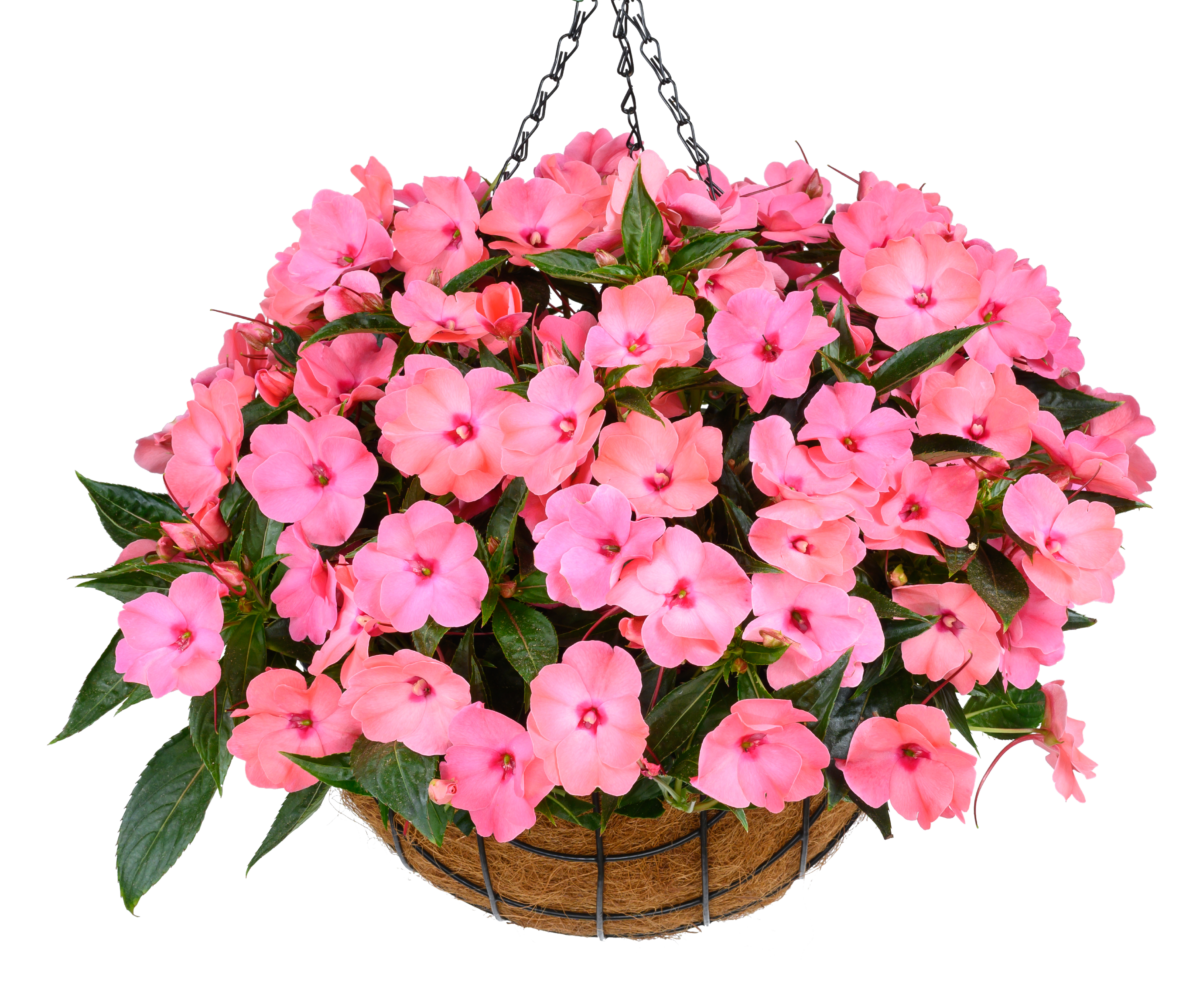 HARMONY® COLORFALL™ Flamingo