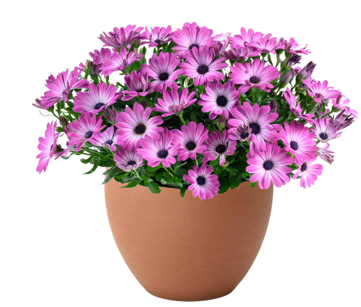BESTIES™ Optimistic Pink