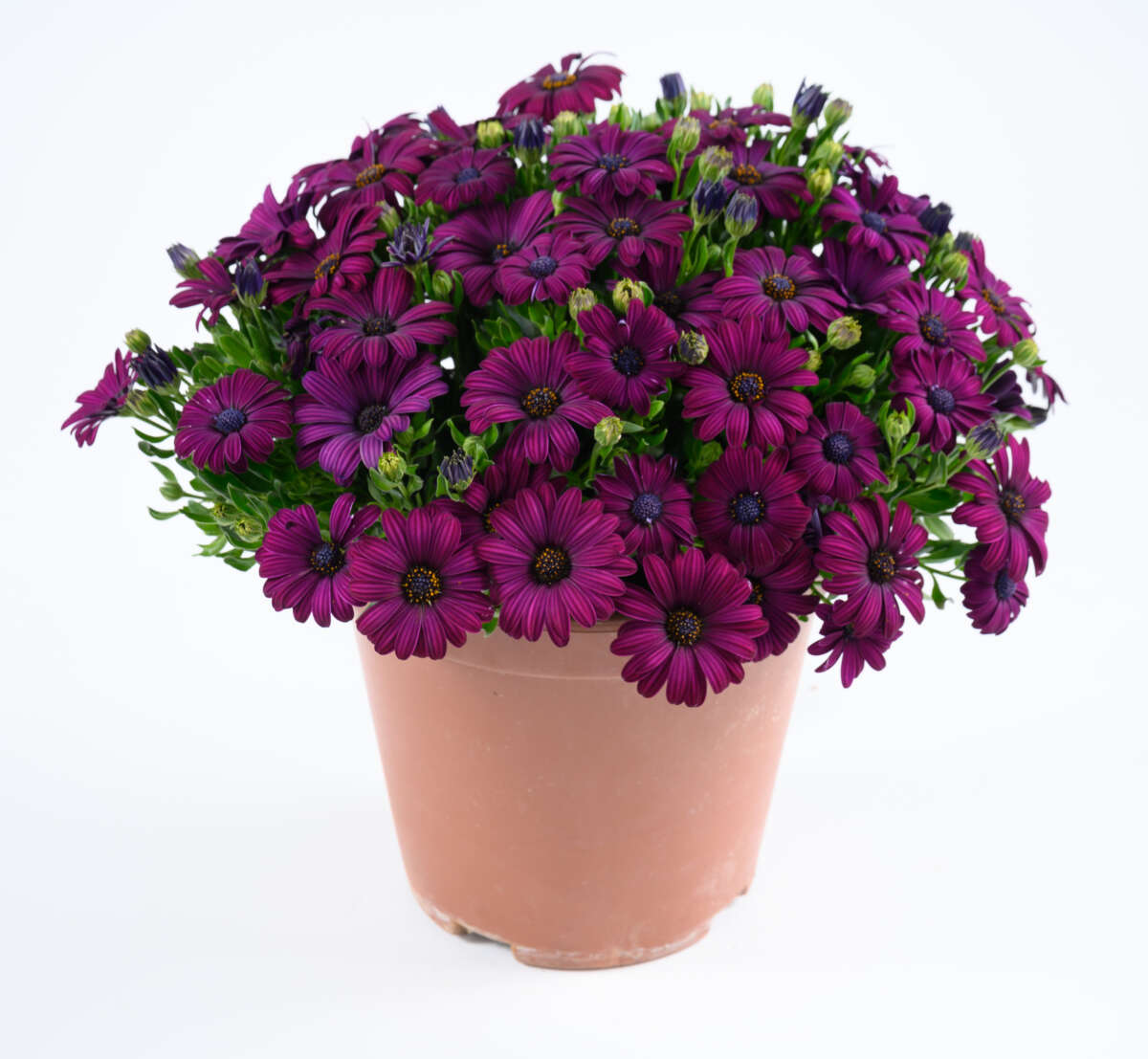 BESTIES™ Devoted Purple