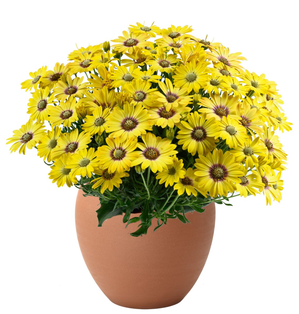 BESTIES™ Cheerful Gold