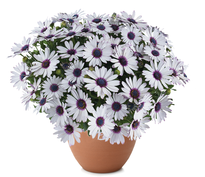 BESTIES™ Trusty Amethyst