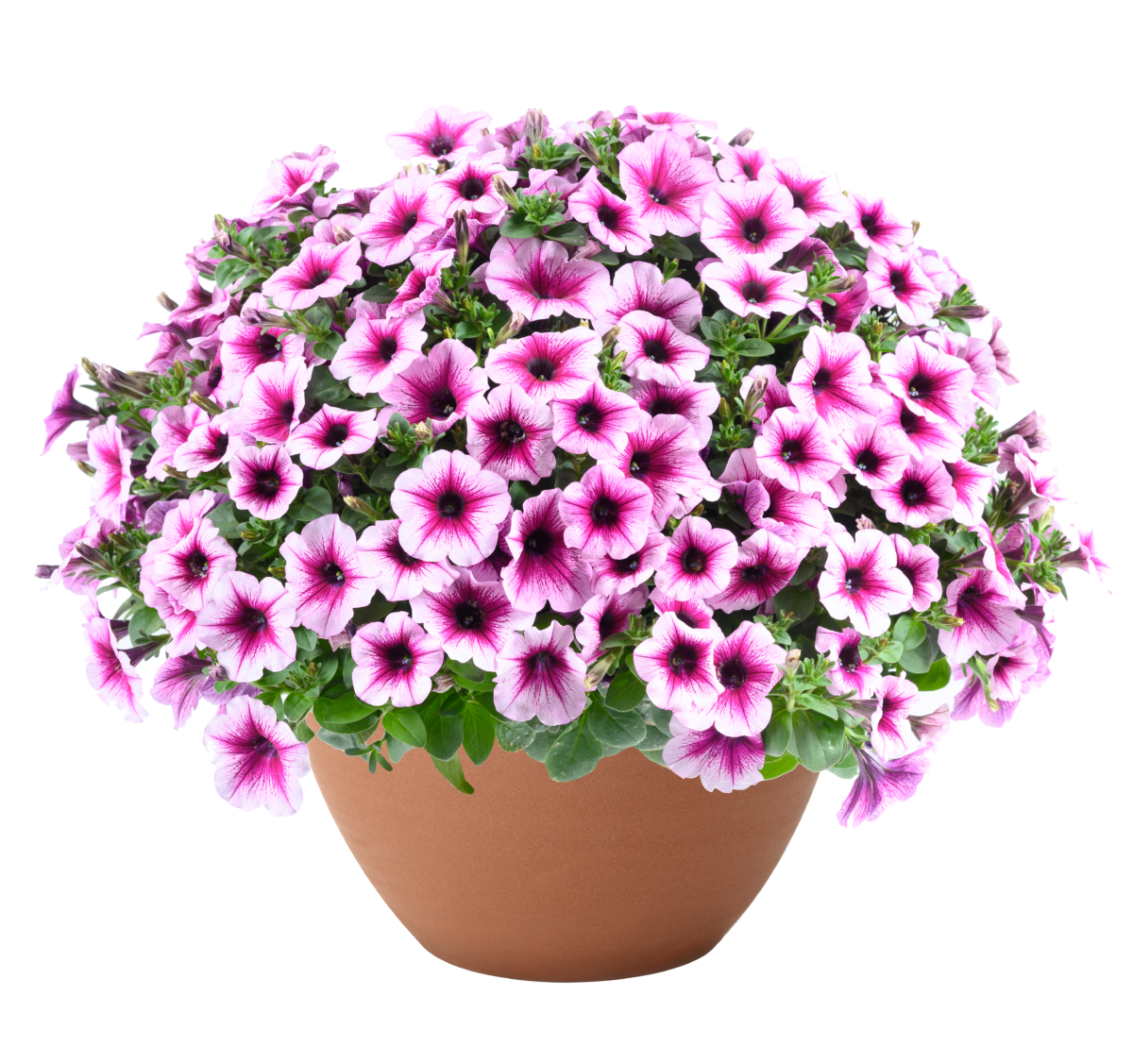 CAPELLA™ Berry Lace