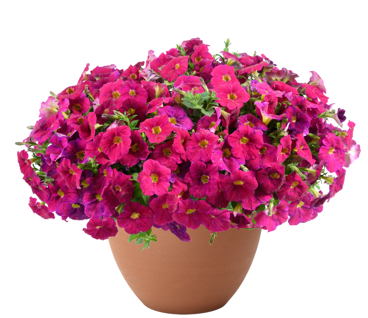 CASCADIAS™ Romancero