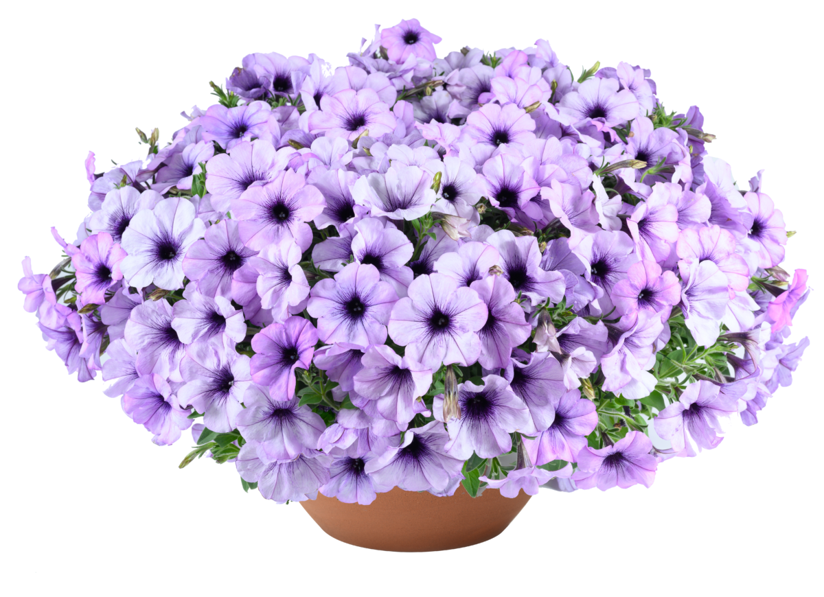 CASCADIAS™ Lavender Ice