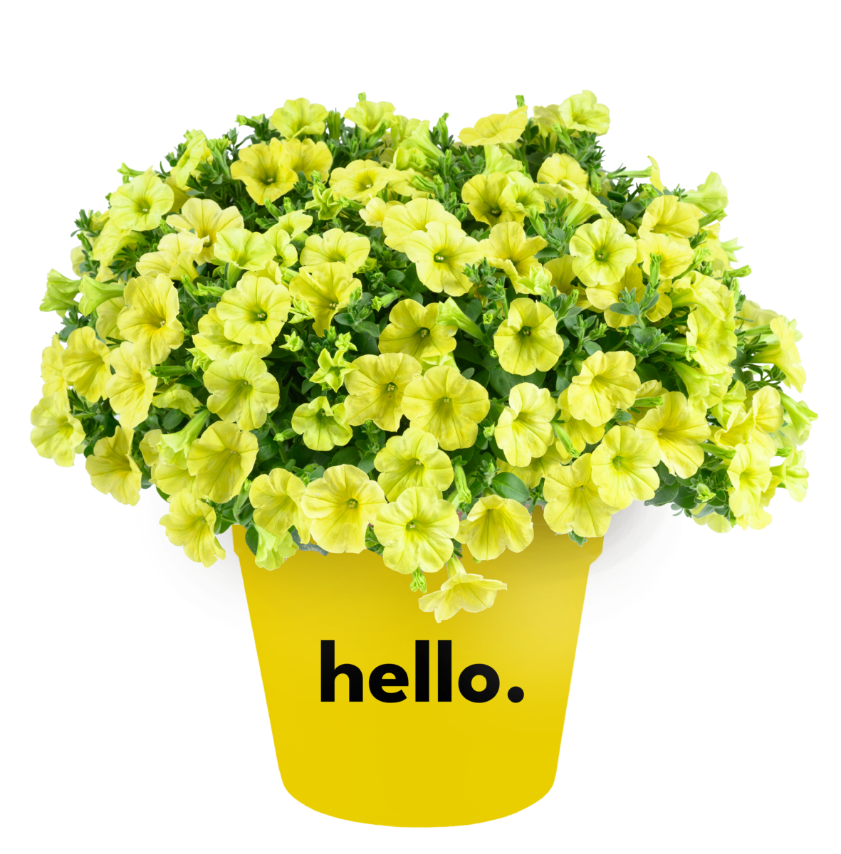 Capella™ Hello Sunshine
