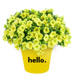 Capella™ Hello Sunshine