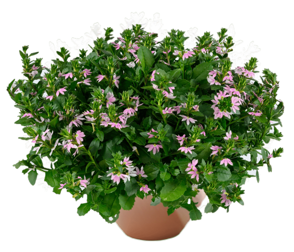 BLESSING™ Bicolor Rose