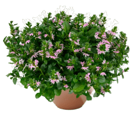 BLESSING™ Bicolor Rose