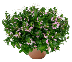 BLESSING™ Bicolor Rose