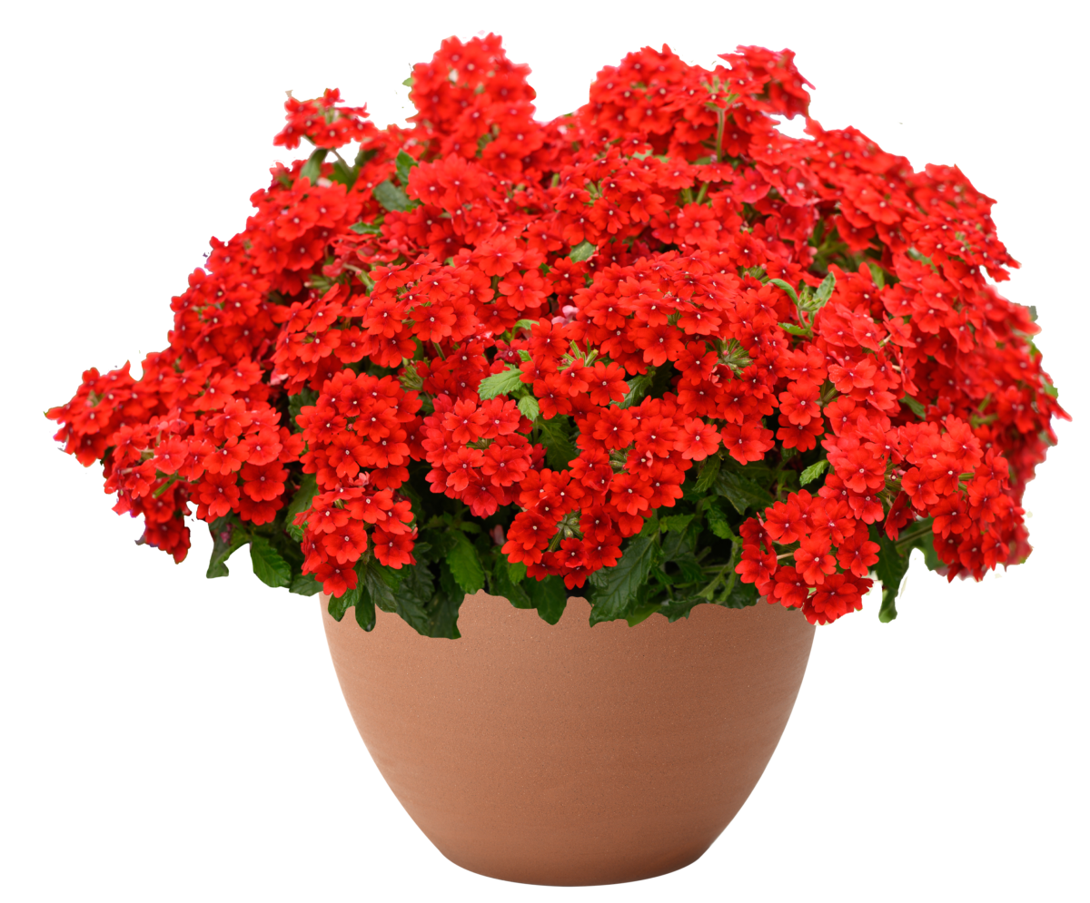 VANESSA™ Compact Hot Red
