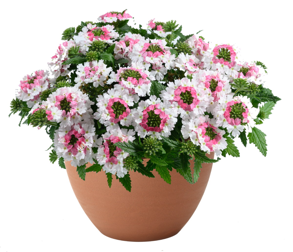 VANESSA™ Compact Bicolor Marshmallow