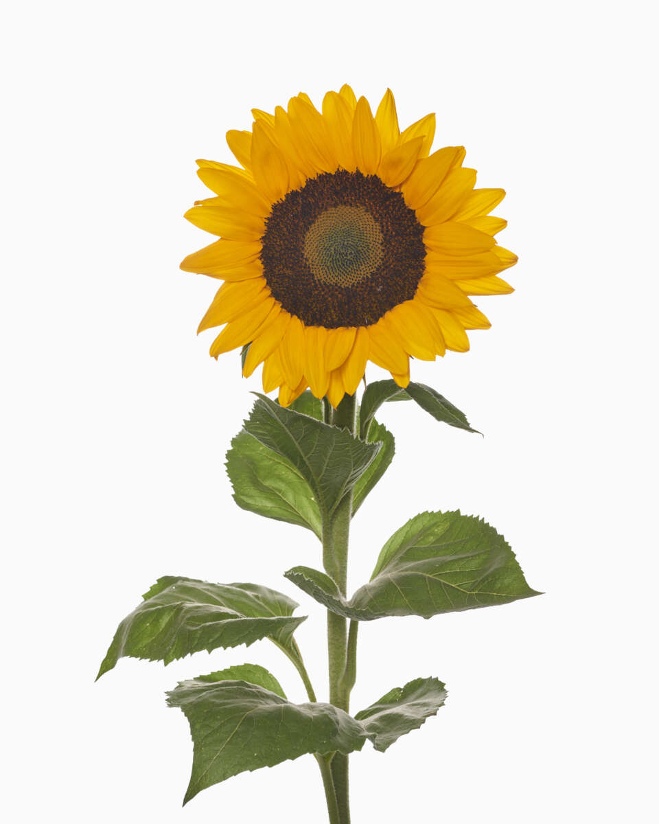 SOLANETO™