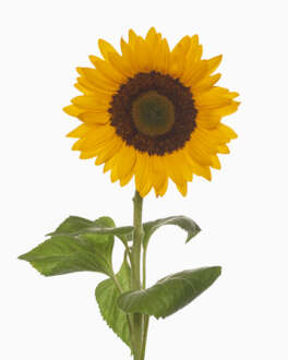 SUNTOPIA™