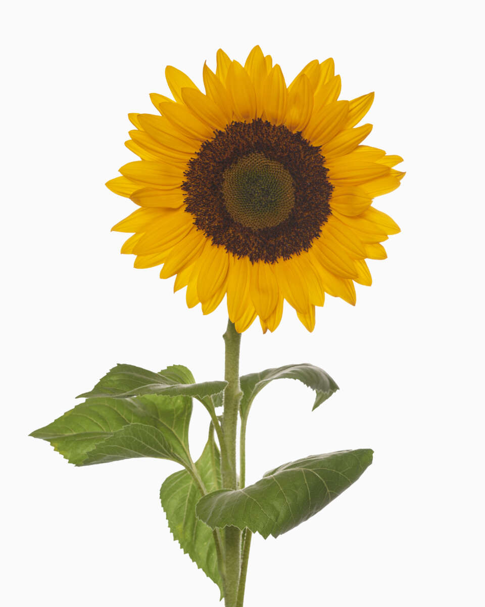 SUNTOPIA™
