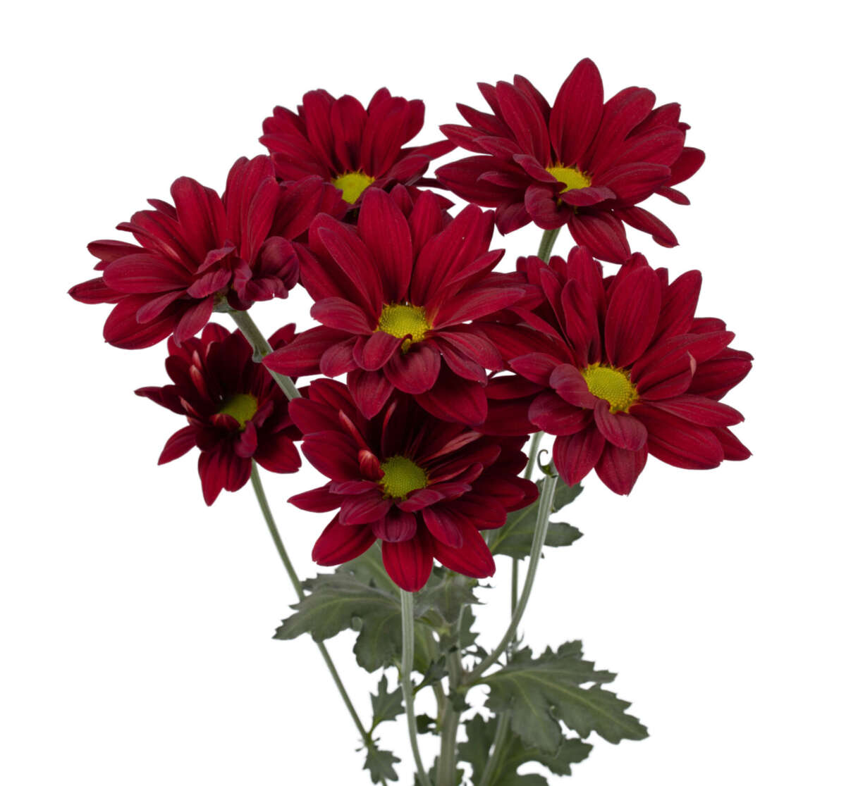 AMOR™ CRIMSON