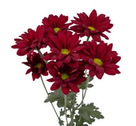 AMOR™ CRIMSON