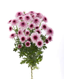 ENERGIA™ ROSE