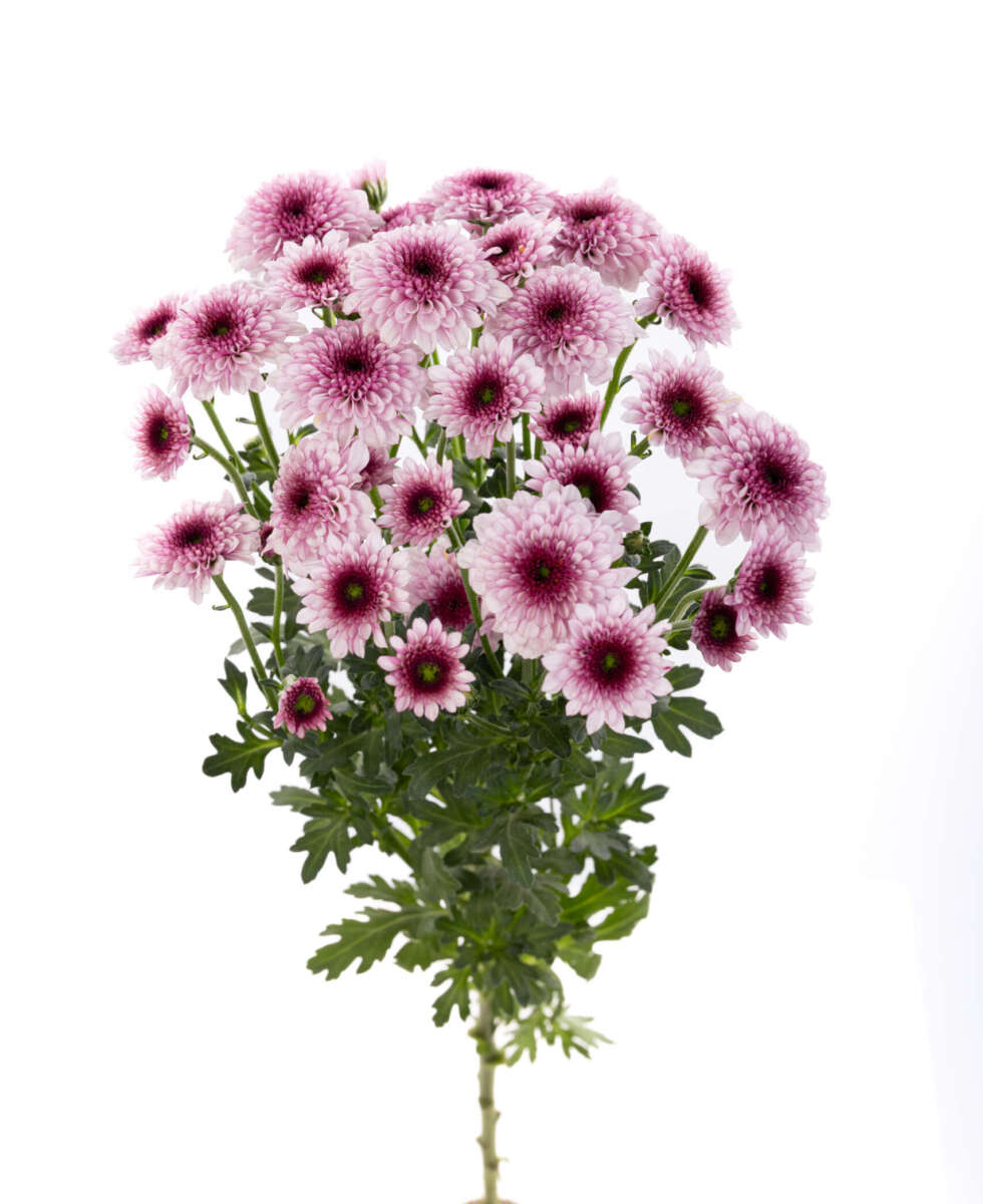 ENERGIA™ ROSE