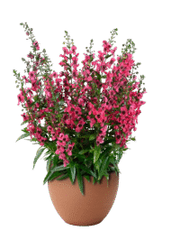 ALONIA™ Big Raspberry