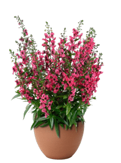 ALONIA™ Big Raspberry