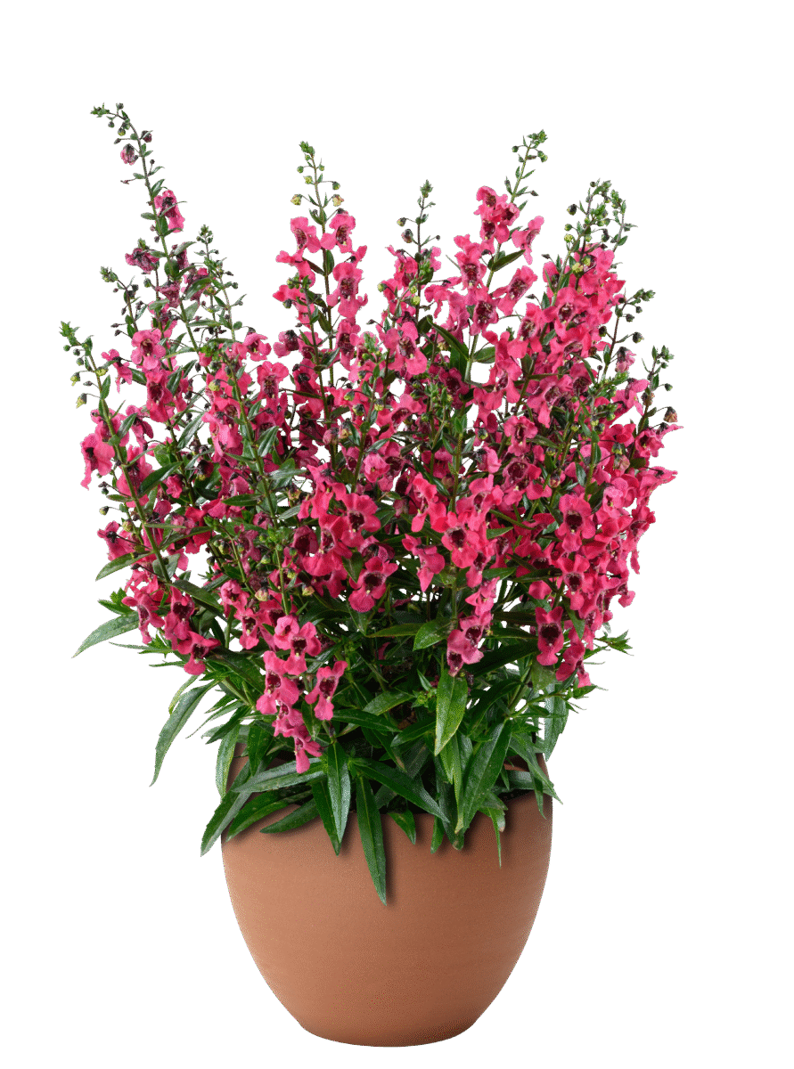 ALONIA™ Big Raspberry
