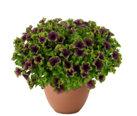 AMAZONAS™ Midnight Finch