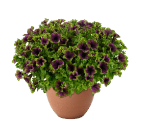 AMAZONAS™ Midnight Finch