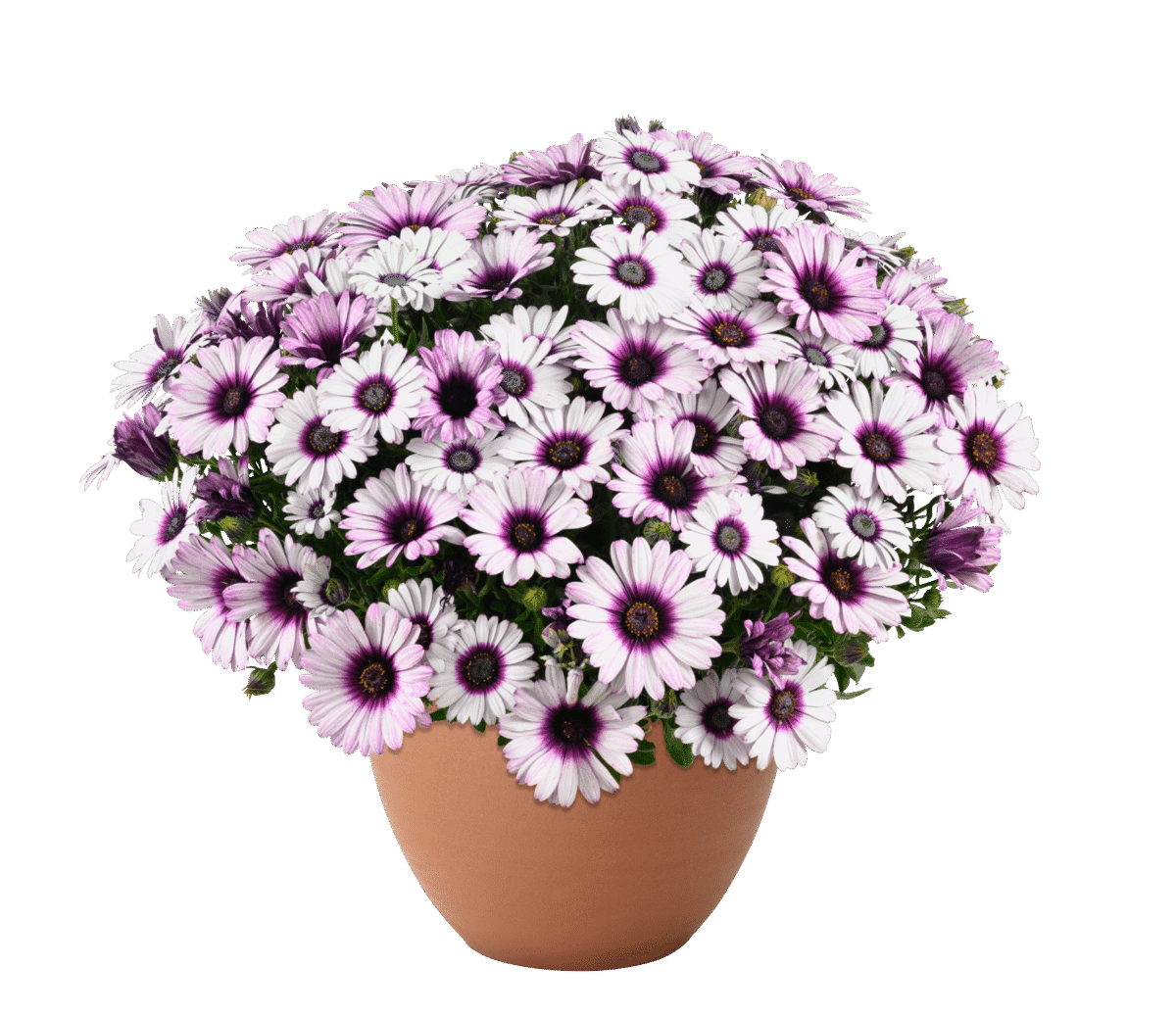 BESTIES™ Playful Bicolor Purple