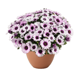 BESTIES™ Playful Bicolor Purple
