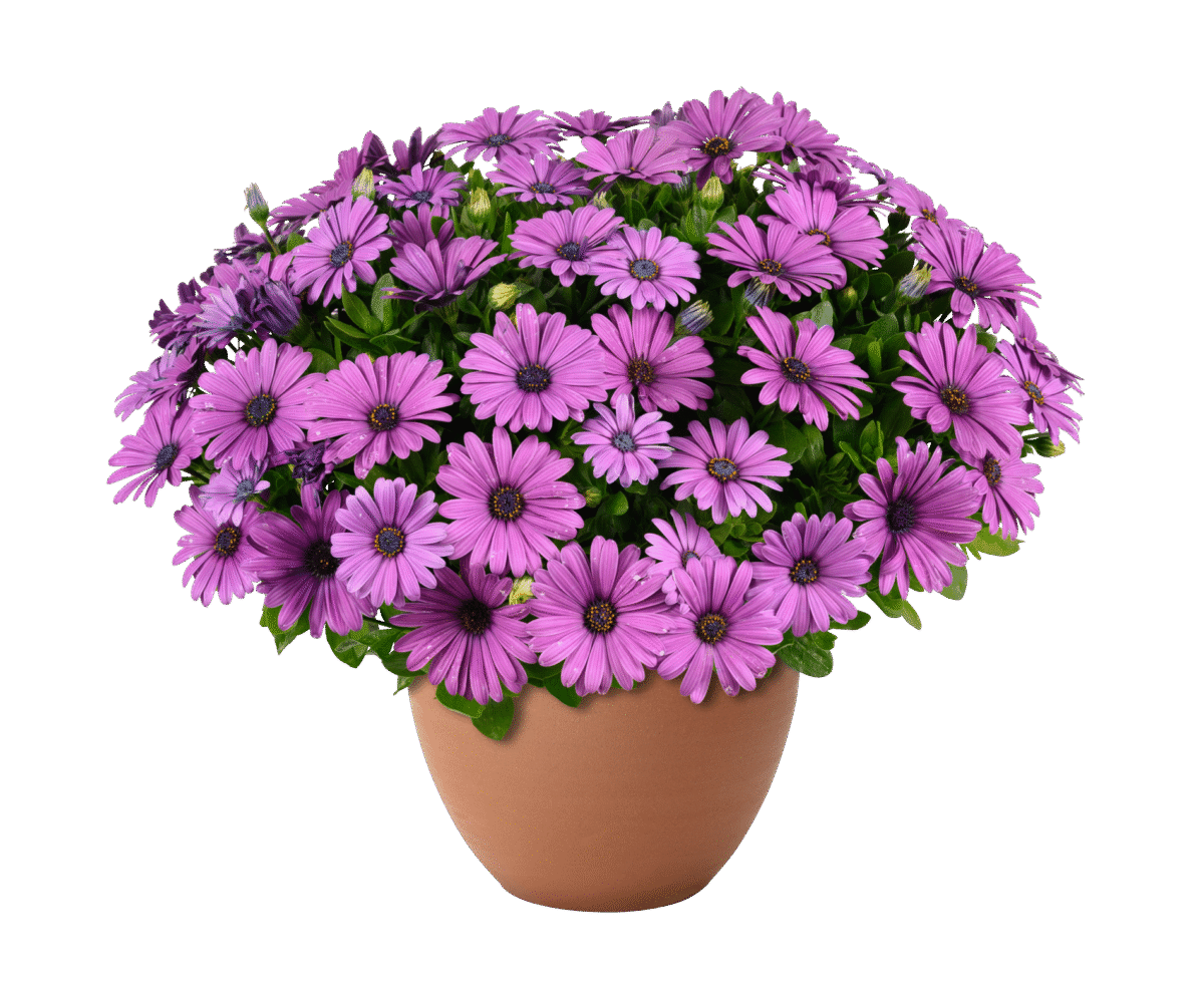 BESTIES™ Vivid Violet