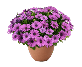 BESTIES™ Vivid Violet
