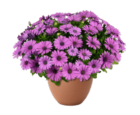BESTIES™ Vivid Violet