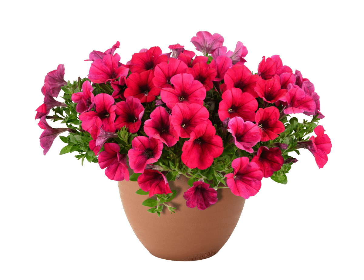CASCADIAS™ Fuchsia Imp.