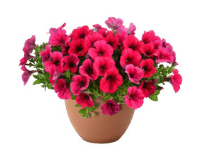CASCADIAS™ Fuchsia Imp.