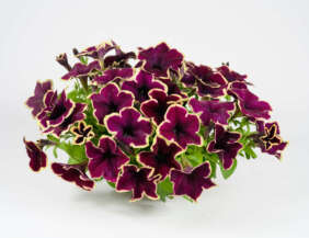 CASCADIAS™ RIMerlot
