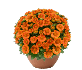 GUSTO™ Orange Zest