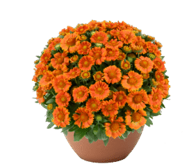 GUSTO™ Orange Zest