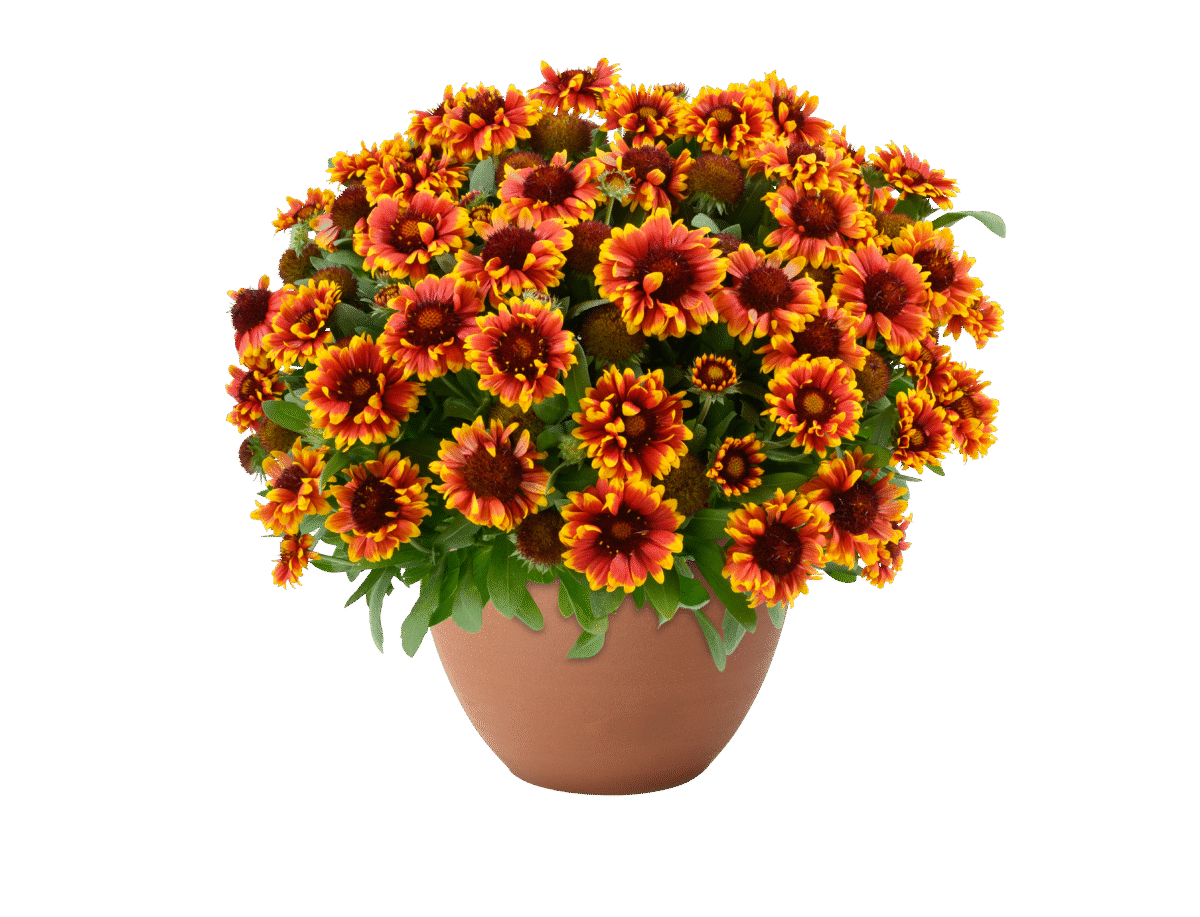 GUSTO™ Swift Saffron