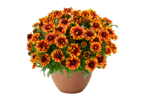 GUSTO™ Swift Saffron