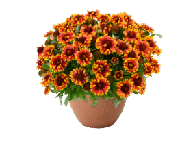 GUSTO™ Swift Saffron